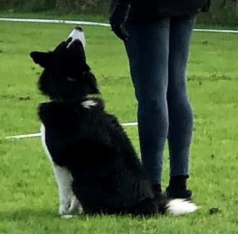 Lydig hund bredvid sin förare