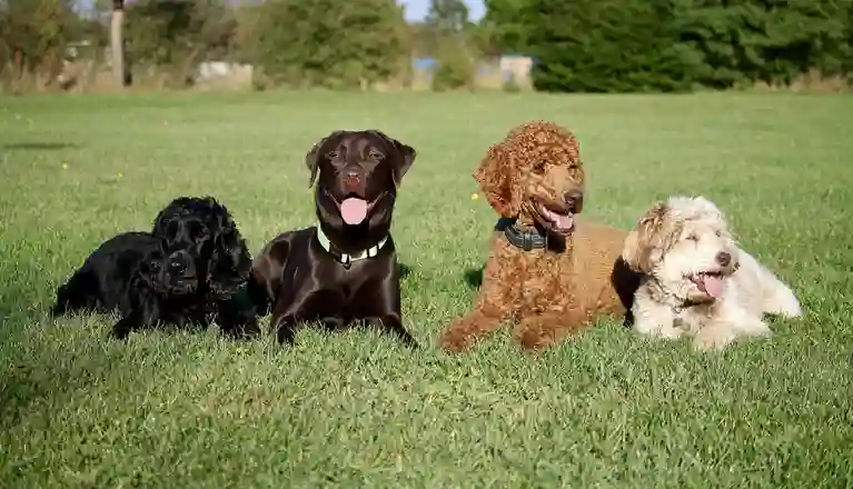 Fyra hundar av olika raser ligger på rad i gräset.