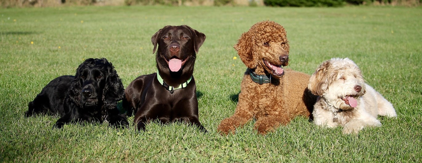 Fyra hundar av olika raser ligger på rad i gräset.