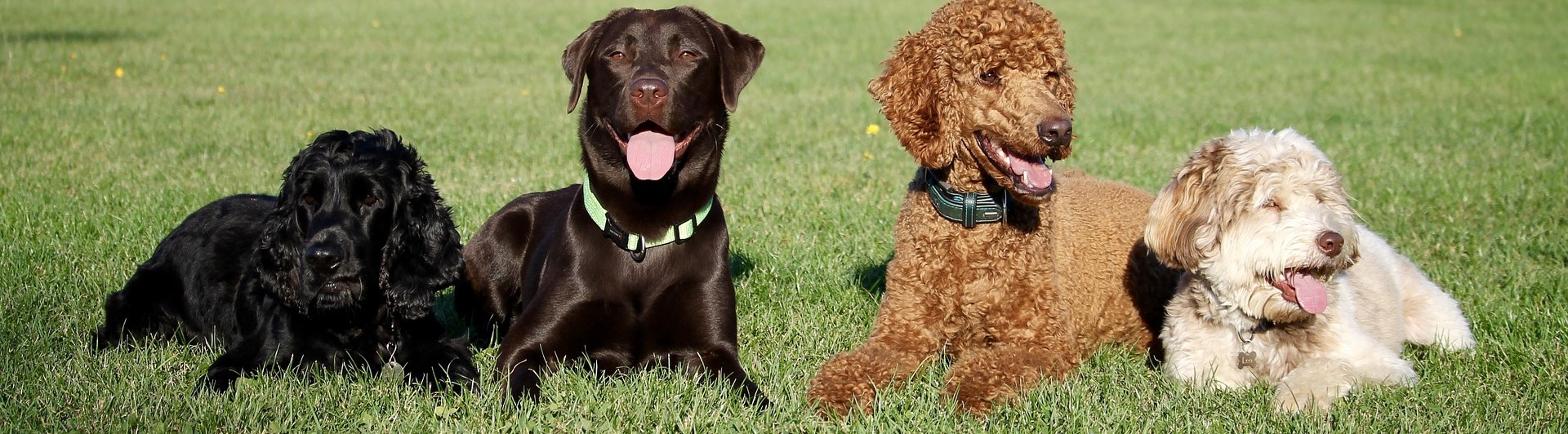 Fyra hundar av olika raser ligger på rad i gräset.