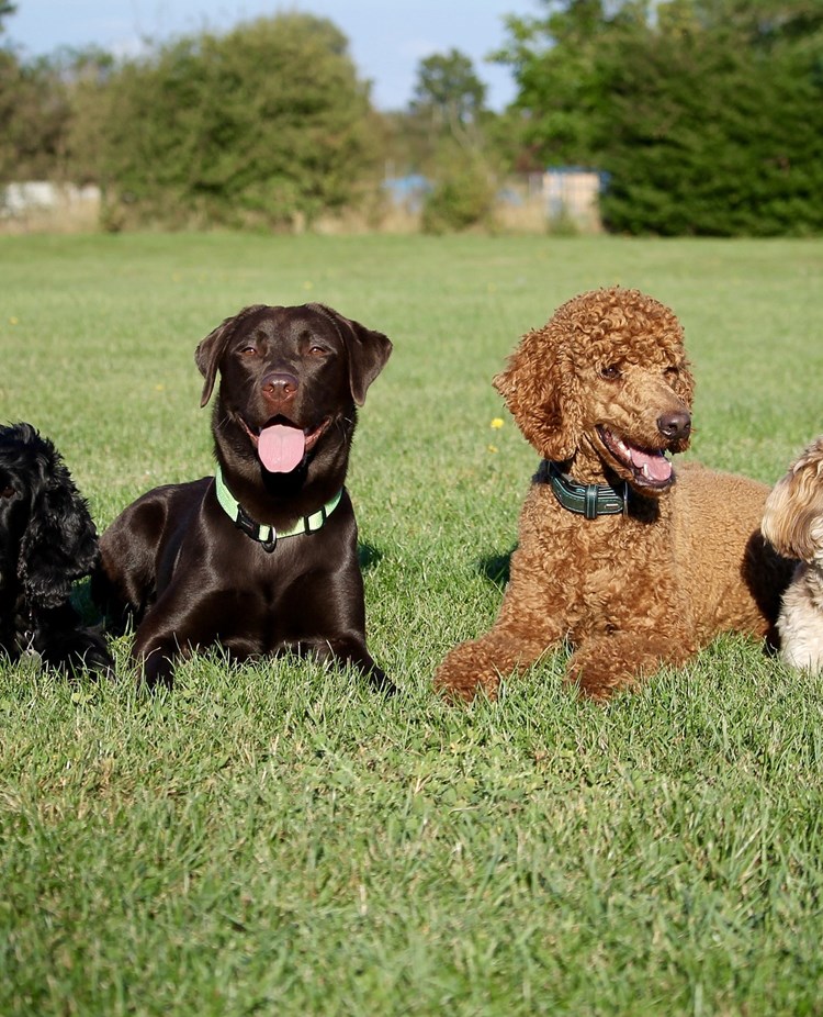 Fyra hundar av olika raser ligger på rad i gräset.