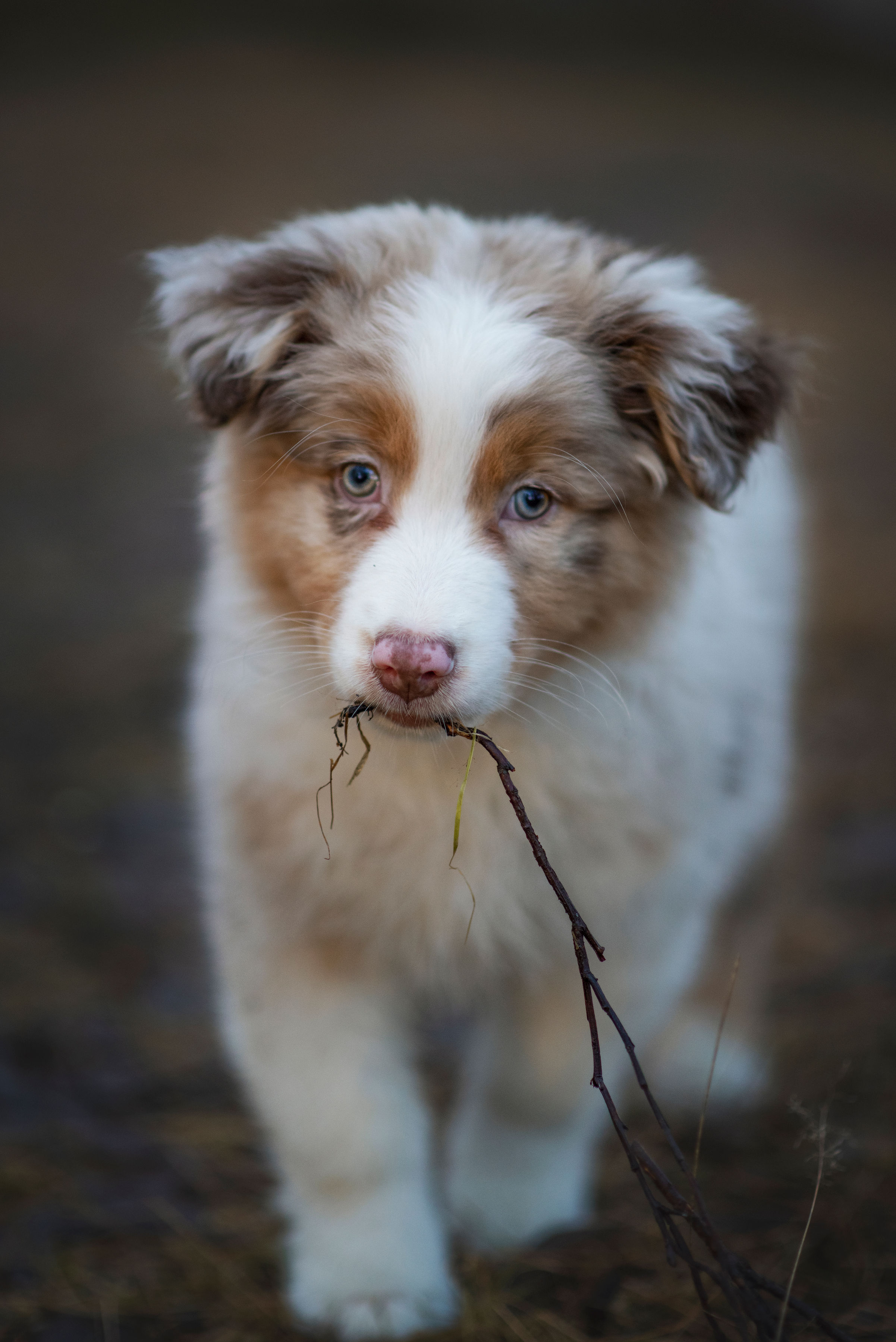 Valpen Candy håller en liten gren