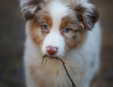 Valpen Candy håller en liten gren