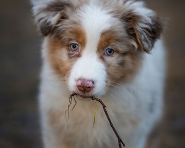Valpen Candy håller en liten gren