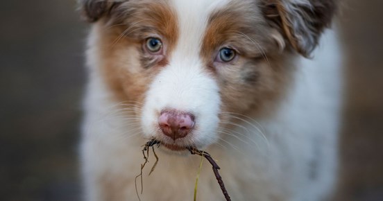 Valpen Candy håller en liten gren