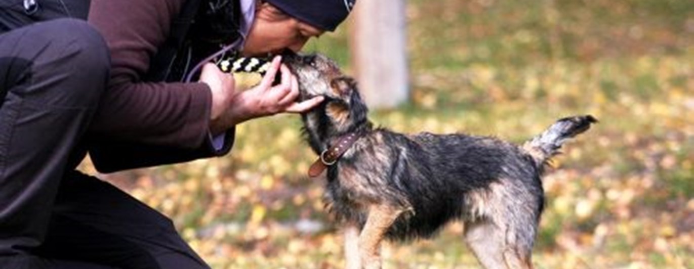Borderterrier tränar med ägare