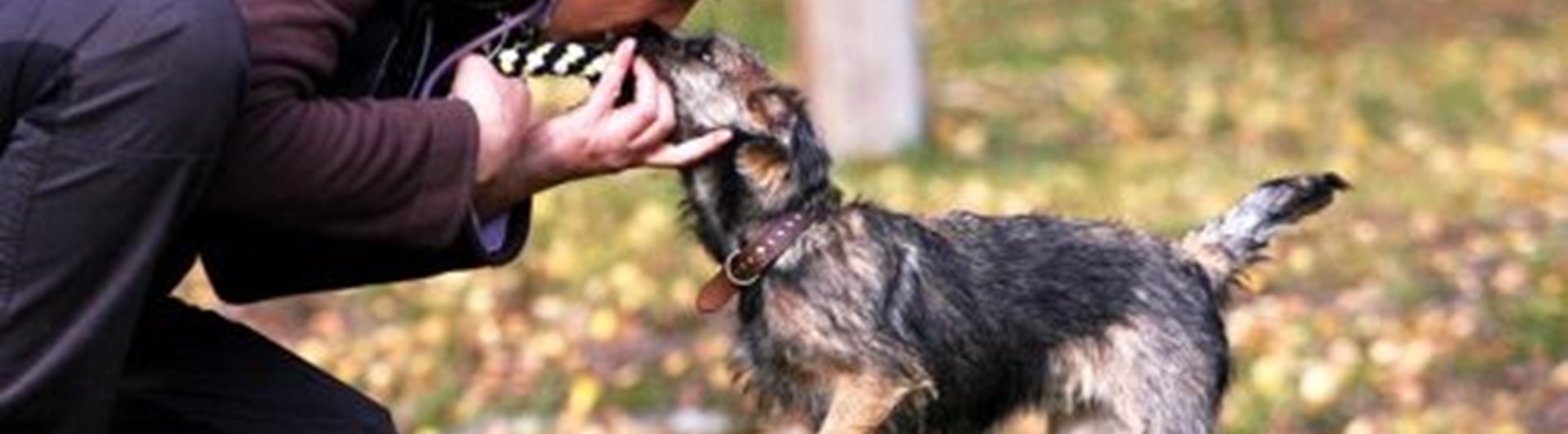 Borderterrier tränar med ägare