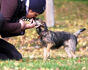 Borderterrier tränar med ägare