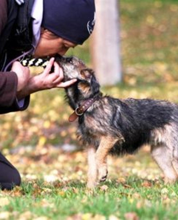 Borderterrier tränar med ägare
