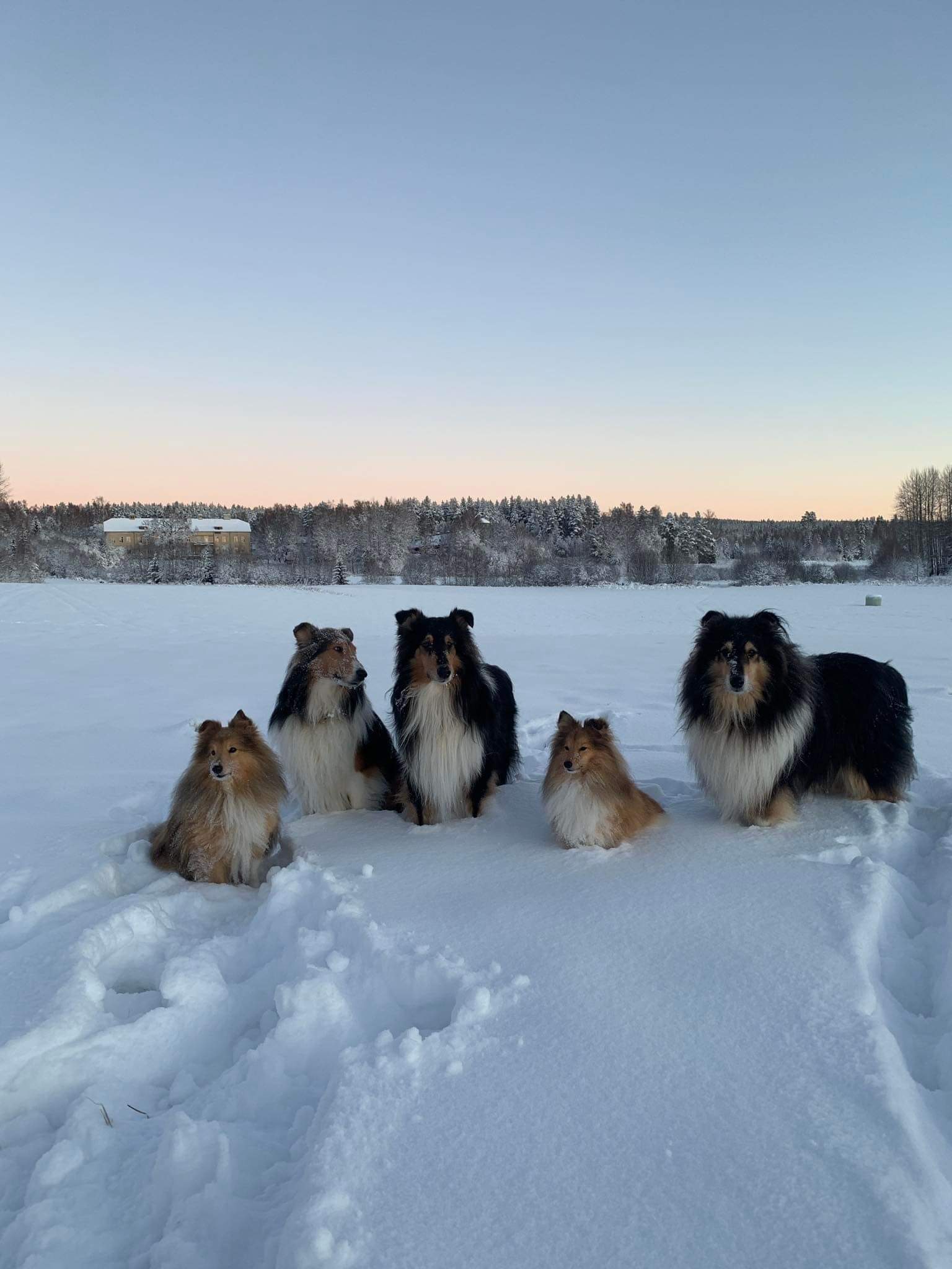 3 st långhåriga collie och 2 st shelies sitter i snön framför inklädd sjö