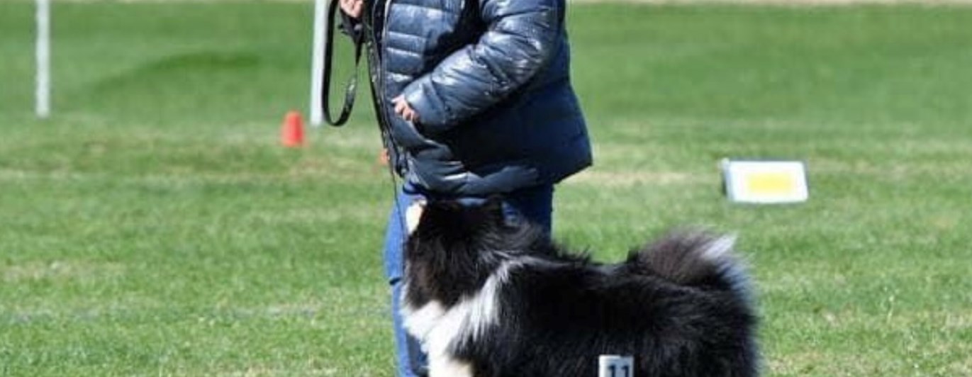 Hund och förare i rallybana