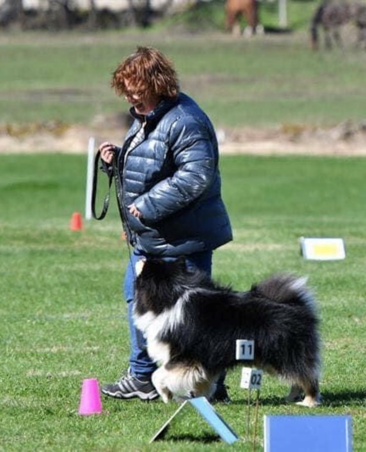 Hund och förare i rallybana