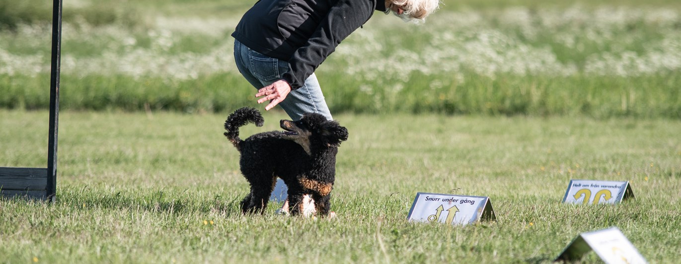 Mona Nordlander och hennes pudel kille Zebbe tränar Rallylydnad.