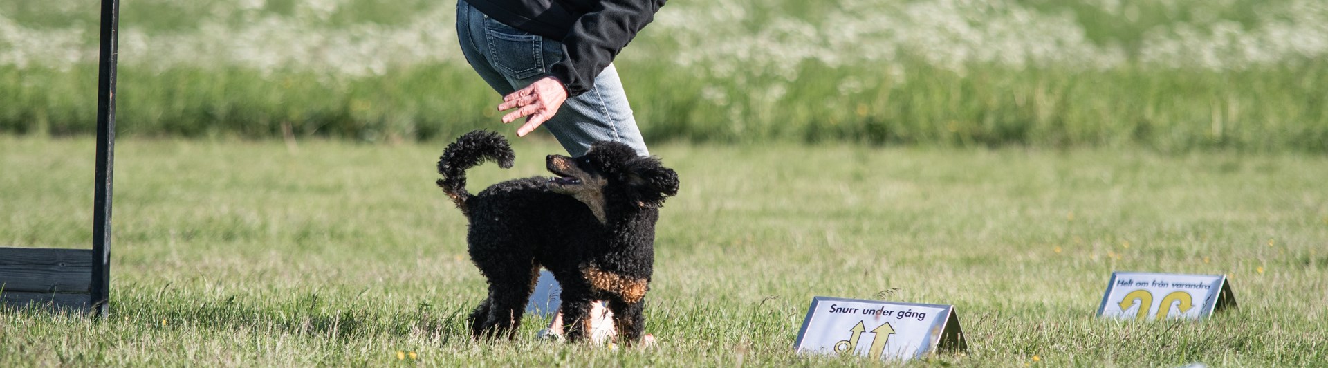 Mona Nordlander och hennes pudel kille Zebbe tränar Rallylydnad.