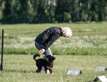 Mona Nordlander och hennes pudel kille Zebbe tränar Rallylydnad.