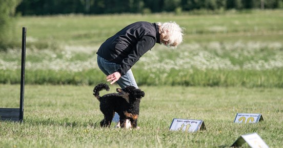 Mona Nordlander och hennes pudel kille Zebbe tränar Rallylydnad.