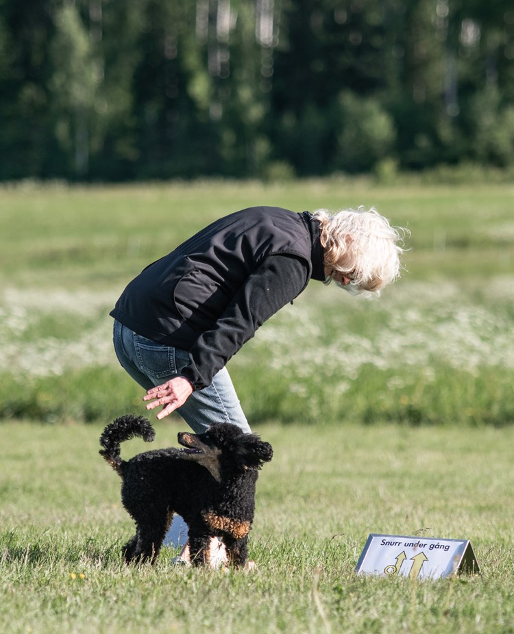 Mona Nordlander och hennes pudel kille Zebbe tränar Rallylydnad.