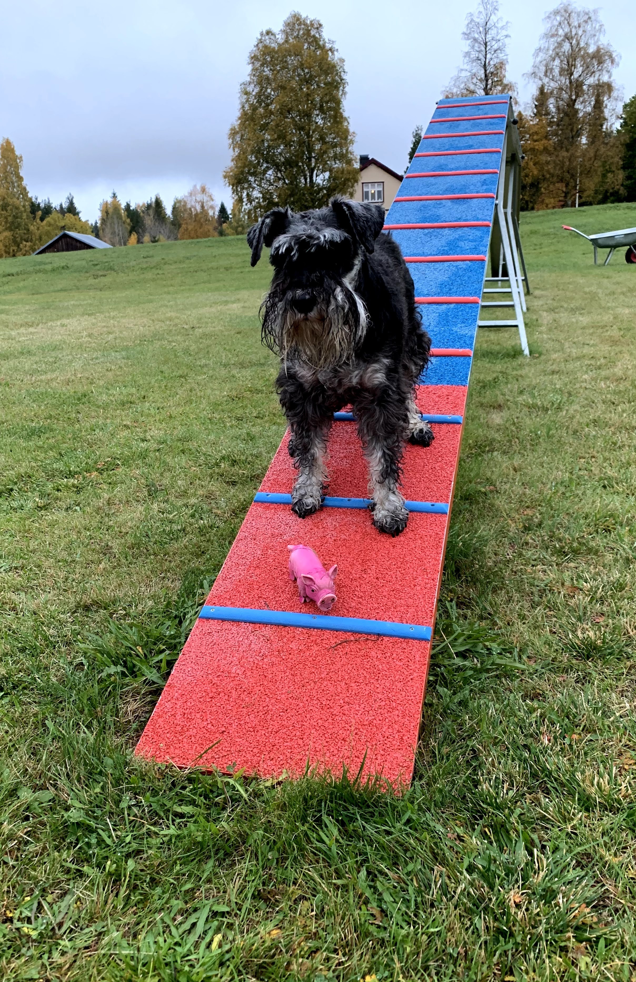 Doris, en schnauser, står på balanshindret.