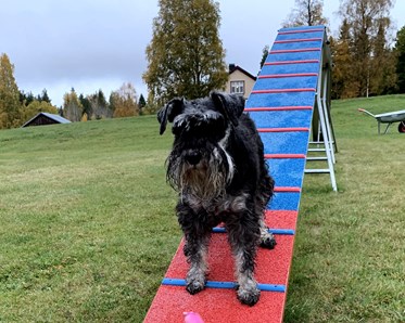 Doris, en schnauser, står på balanshindret.