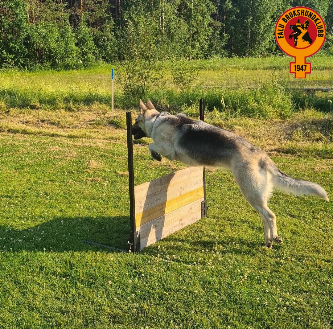 Schäfer hoppar över hinder