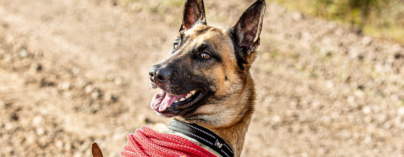 Mallekille som sitter fint