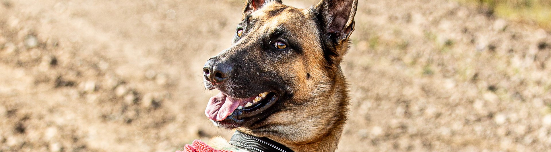 Mallekille som sitter fint