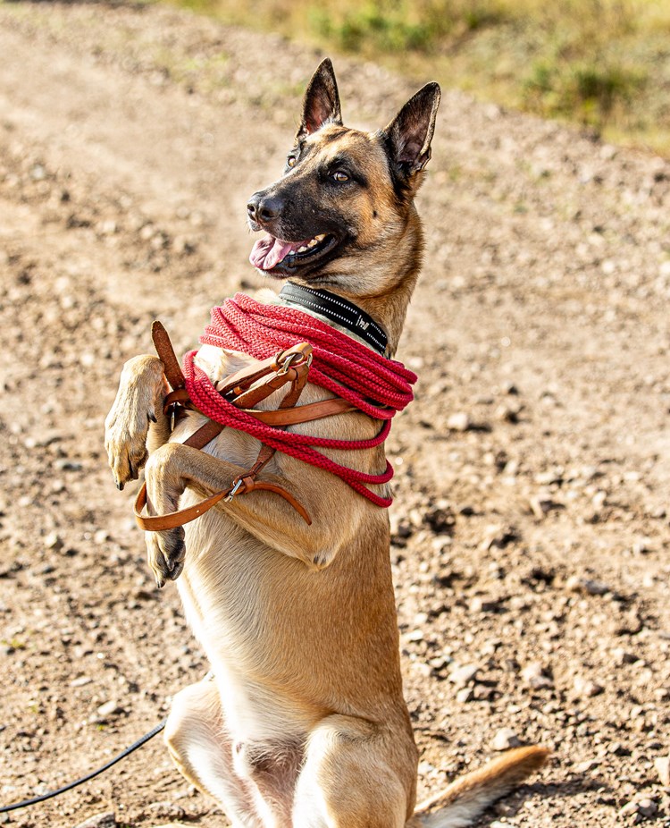 Mallekille som sitter fint