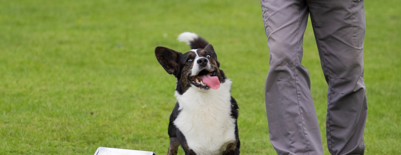 Rallylydnad Nedansiljans brukshundsklubb