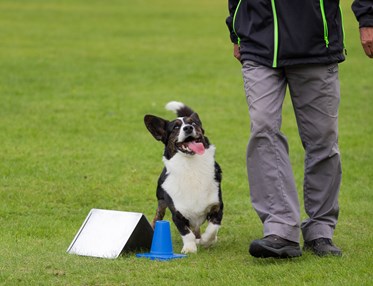 Rallylydnad Nedansiljans brukshundsklubb