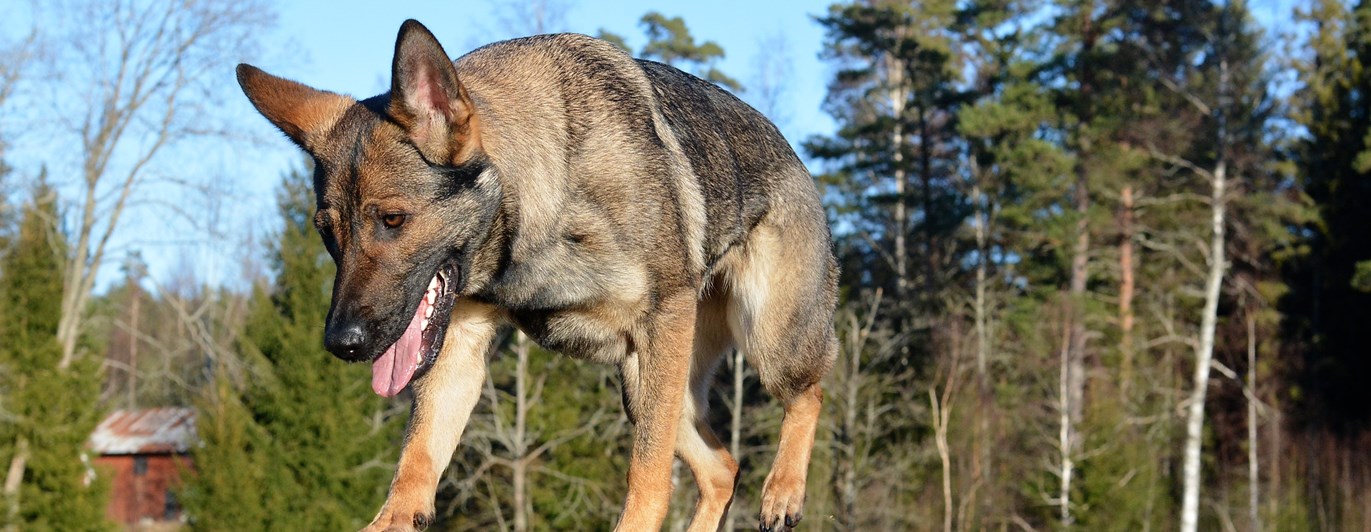 Schäfer som går över stegen på tävlingsplanen