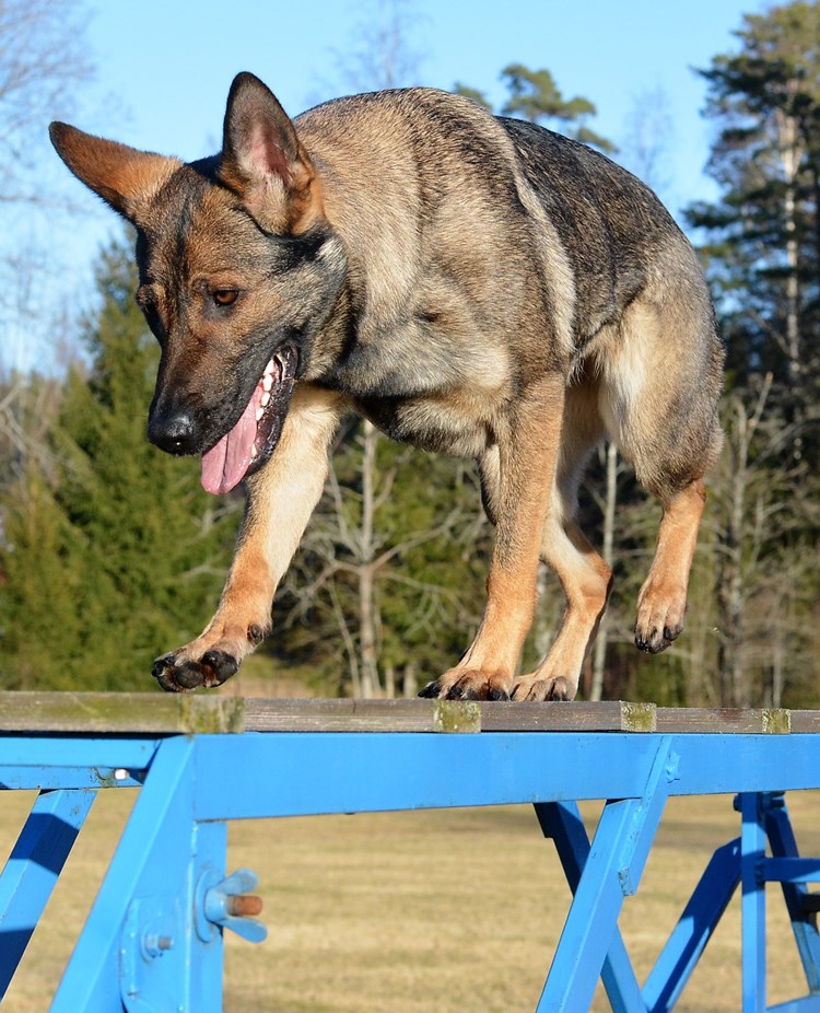 Schäfer som går över stegen på tävlingsplanen