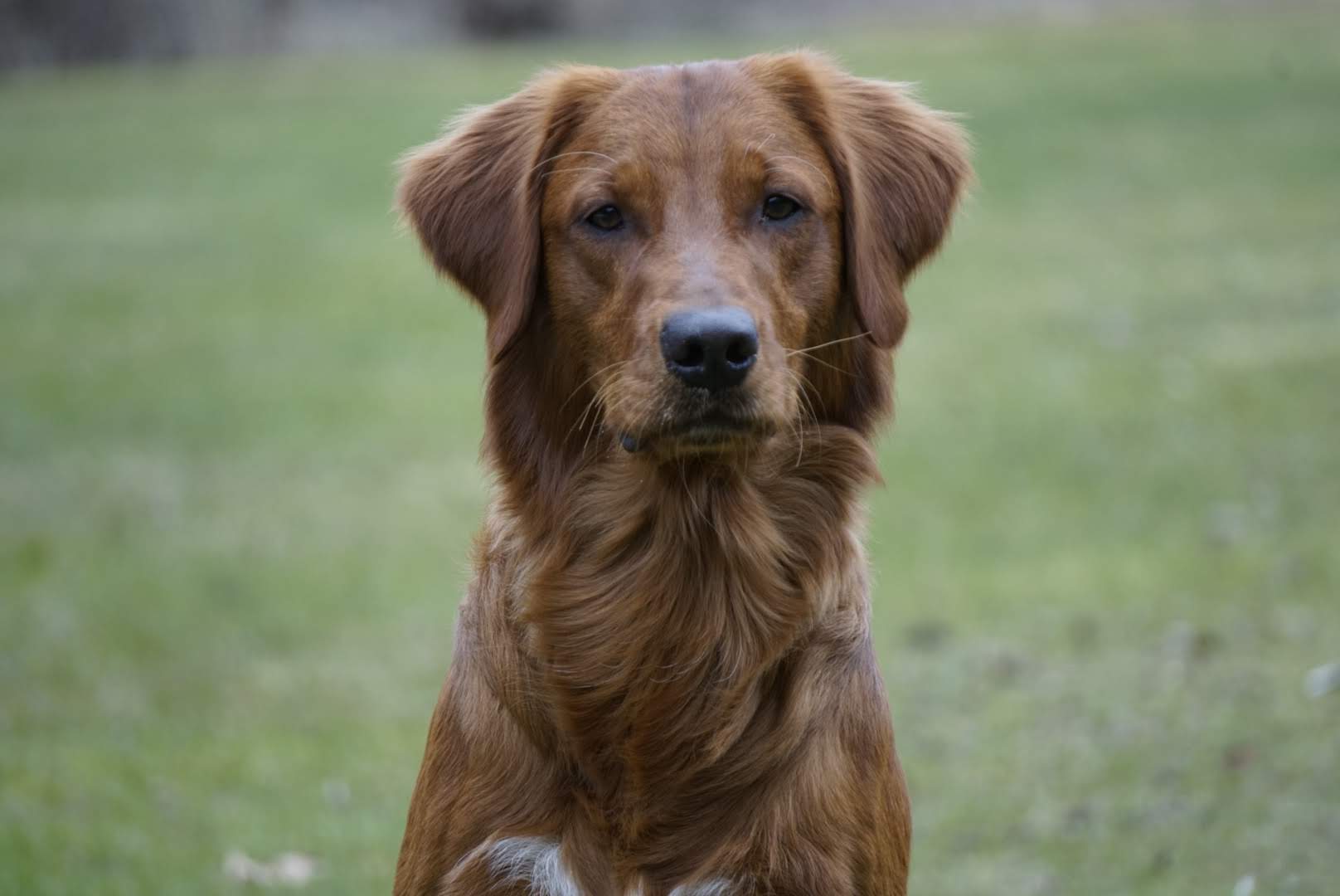 Golden retriever som tittar in i kameran.