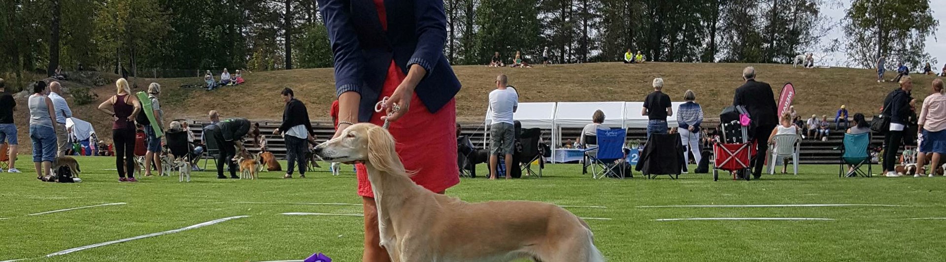 Hund som visas upp på en utställning