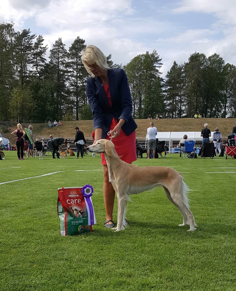 Hund som visas upp på en utställning