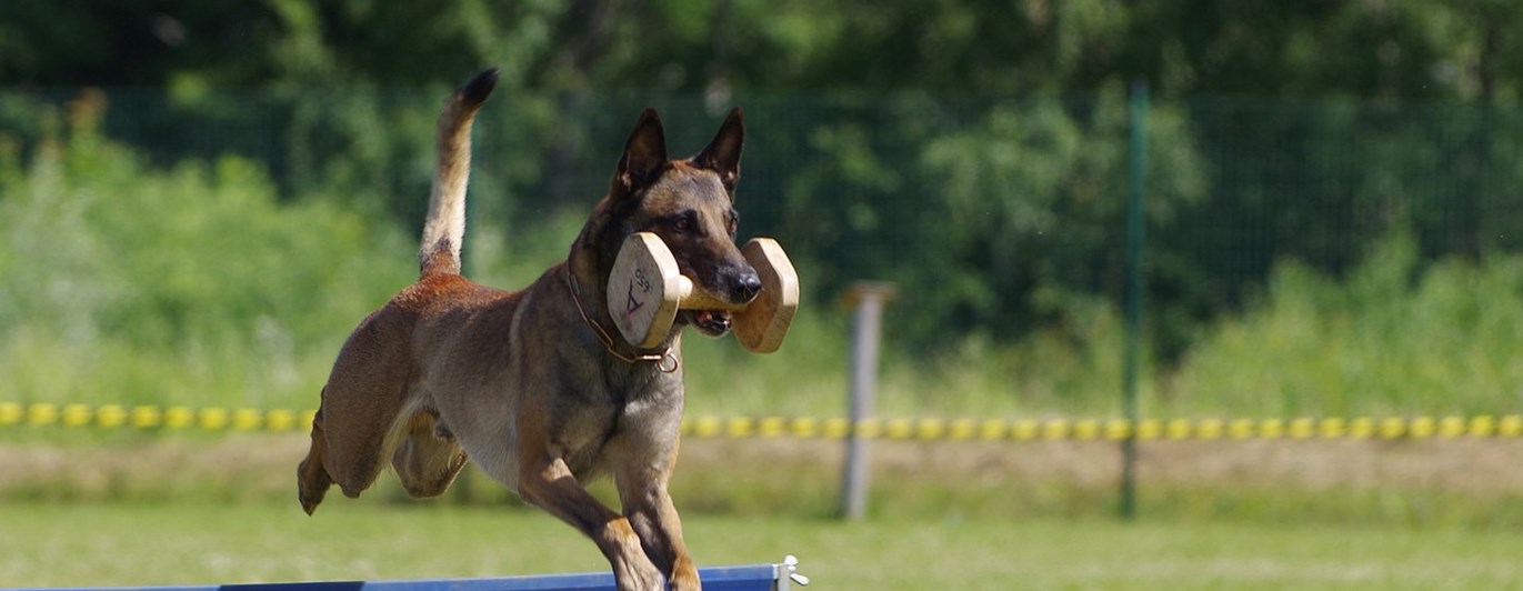Belgisk Malinois hoppar över ett hinder med en apport i munnen.