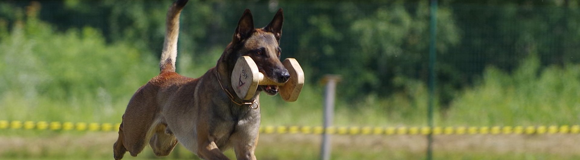 Belgisk Malinois hoppar över ett hinder med en apport i munnen.