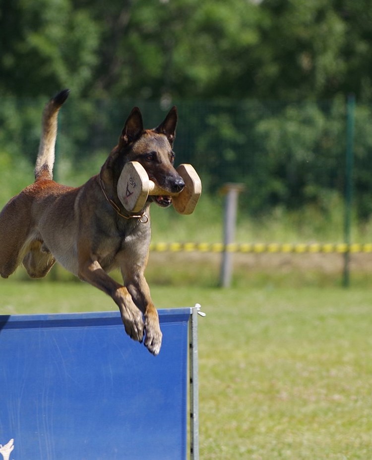 Belgisk Malinois hoppar över ett hinder med en apport i munnen.