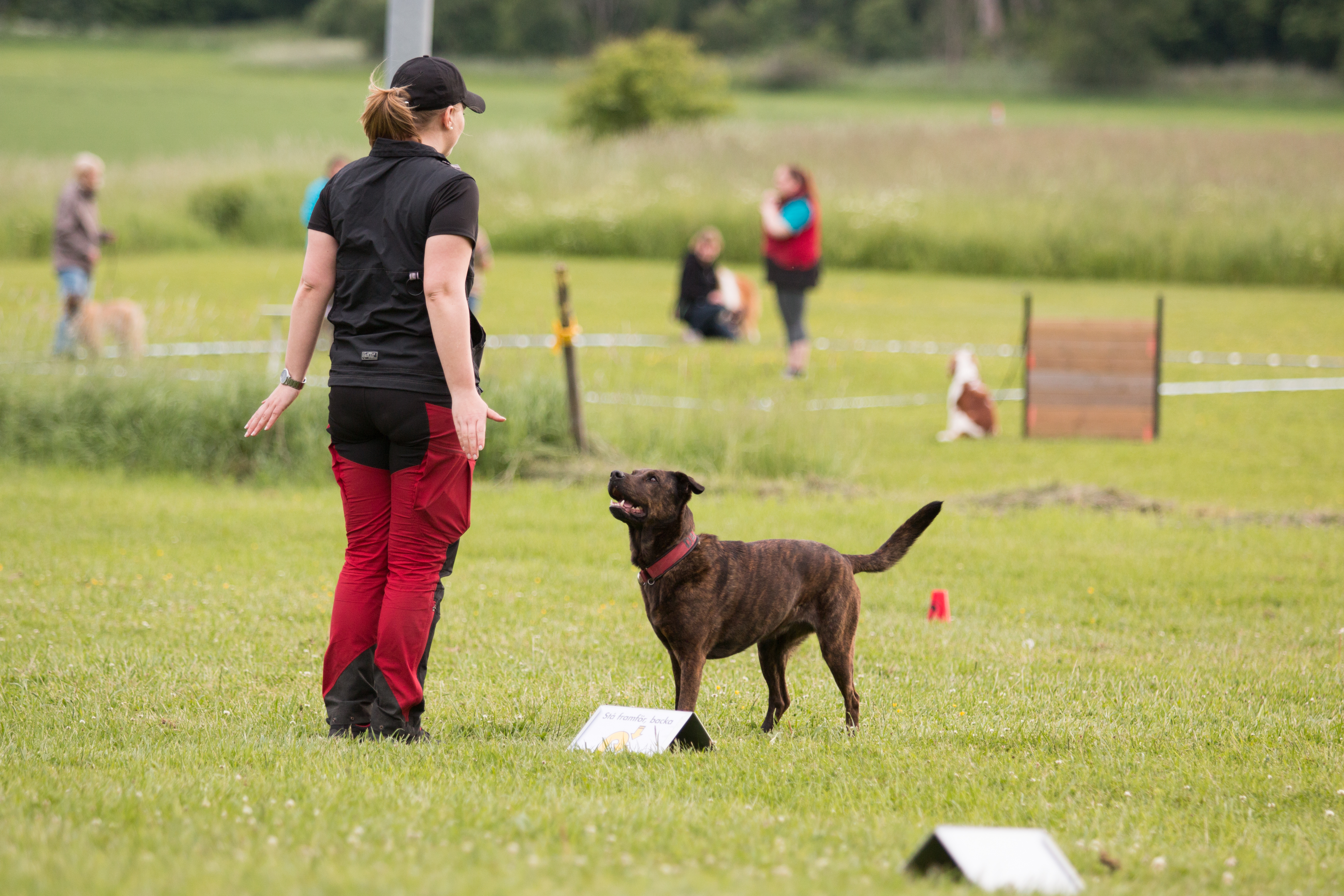 Stor blandras som står i frontposition och ska börja backa