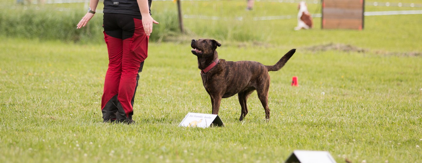 Stor blandras som står i frontposition och ska börja backa