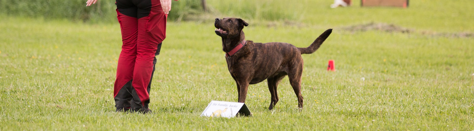 Stor blandras som står i frontposition och ska börja backa