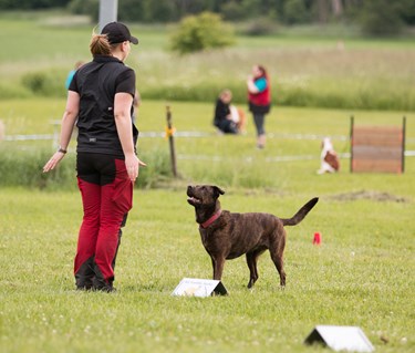 Stor blandras som står i frontposition och ska börja backa