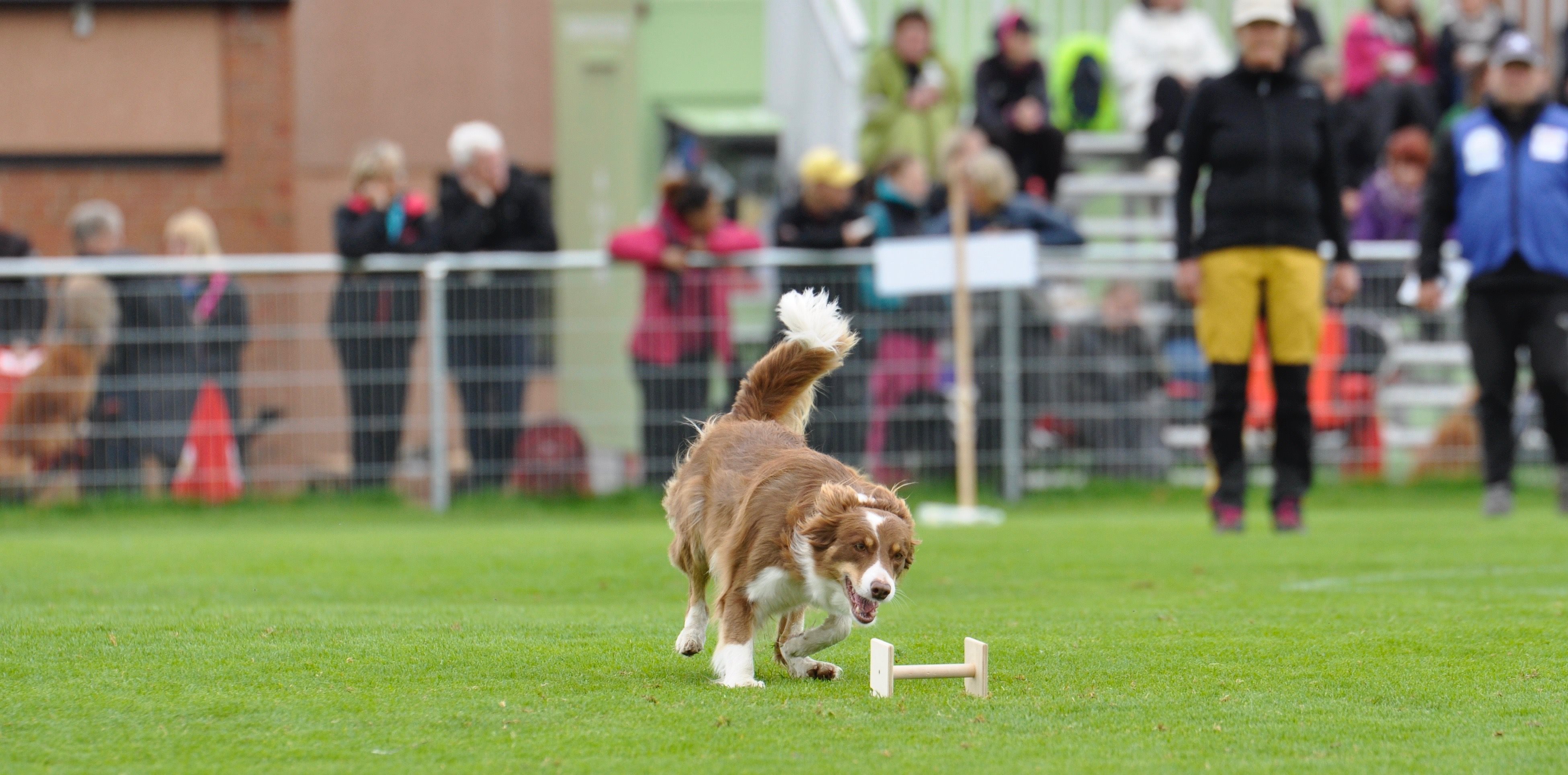 Bordercollie apporterar apport på tävling.