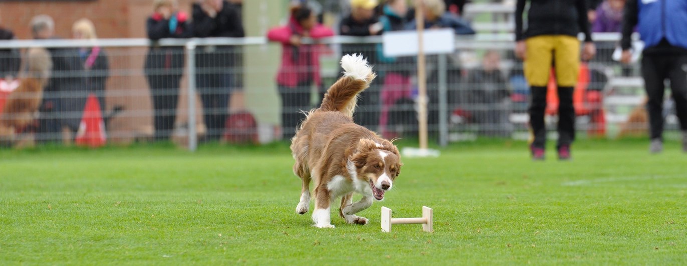Bordercollie apporterar apport på tävling.