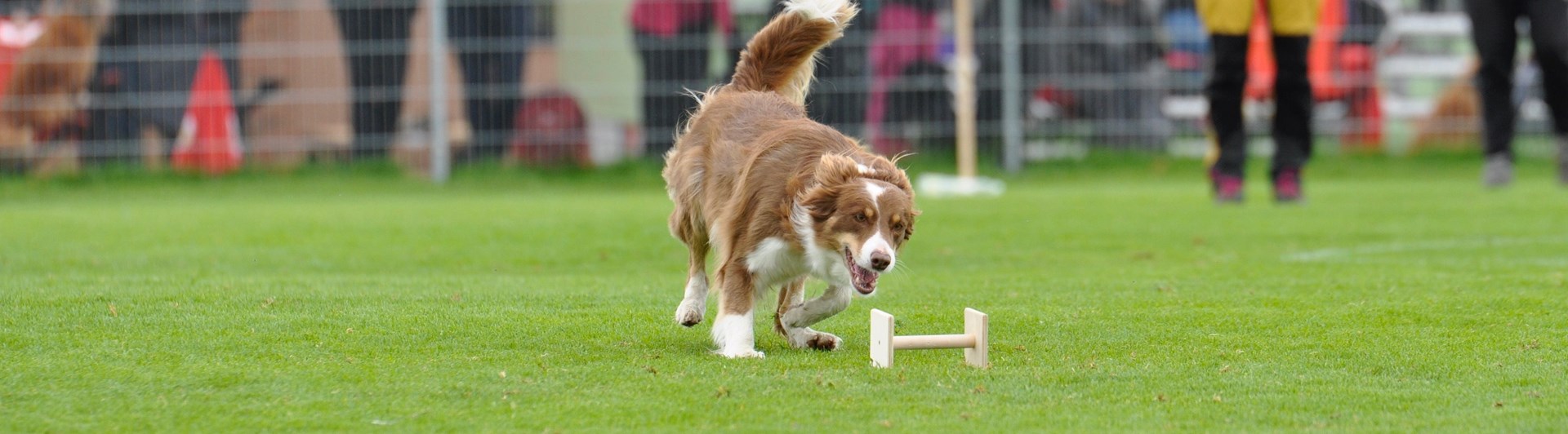 Bordercollie apporterar apport på tävling.