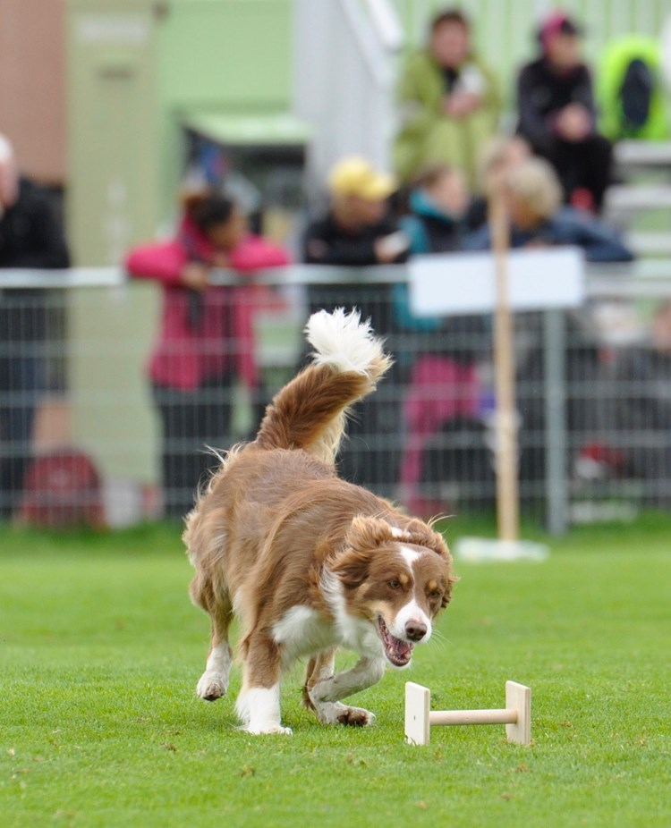 Bordercollie apporterar apport på tävling.