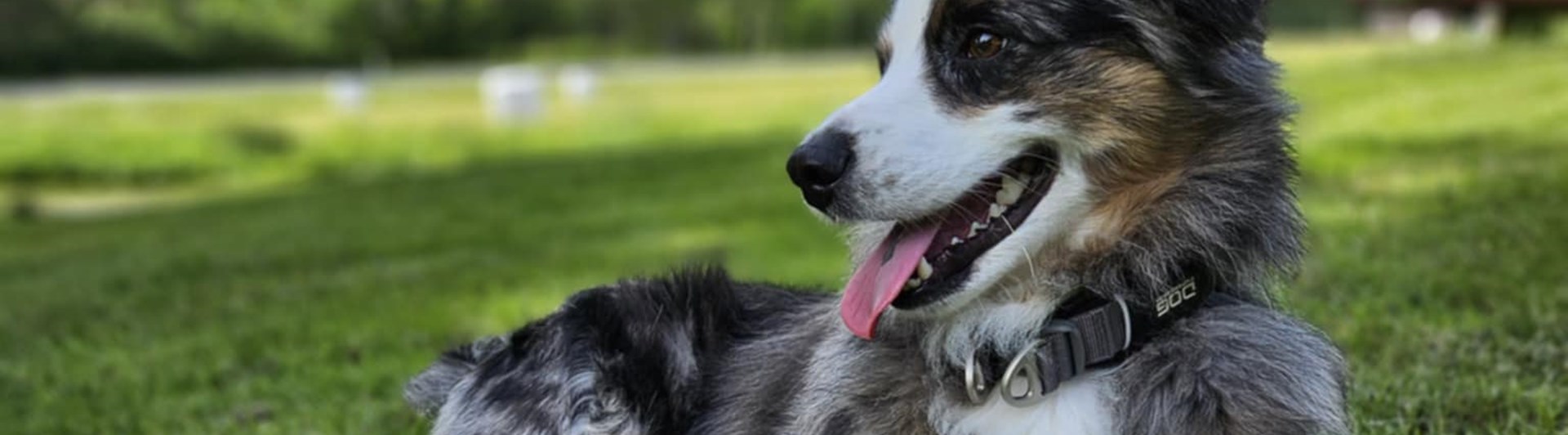 Vilande hund i gräset