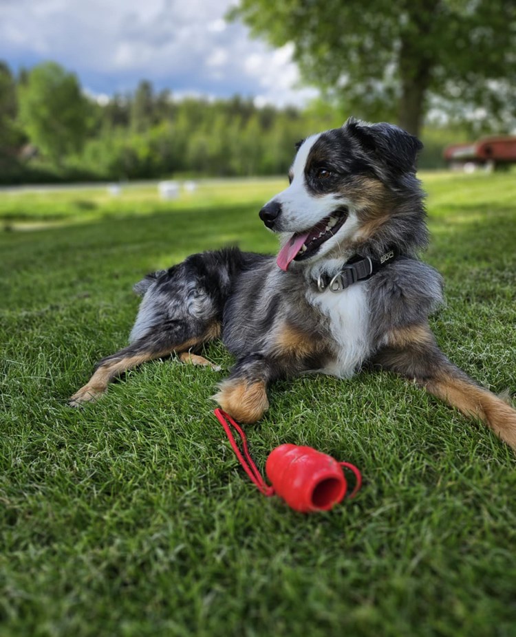 Vilande hund i gräset