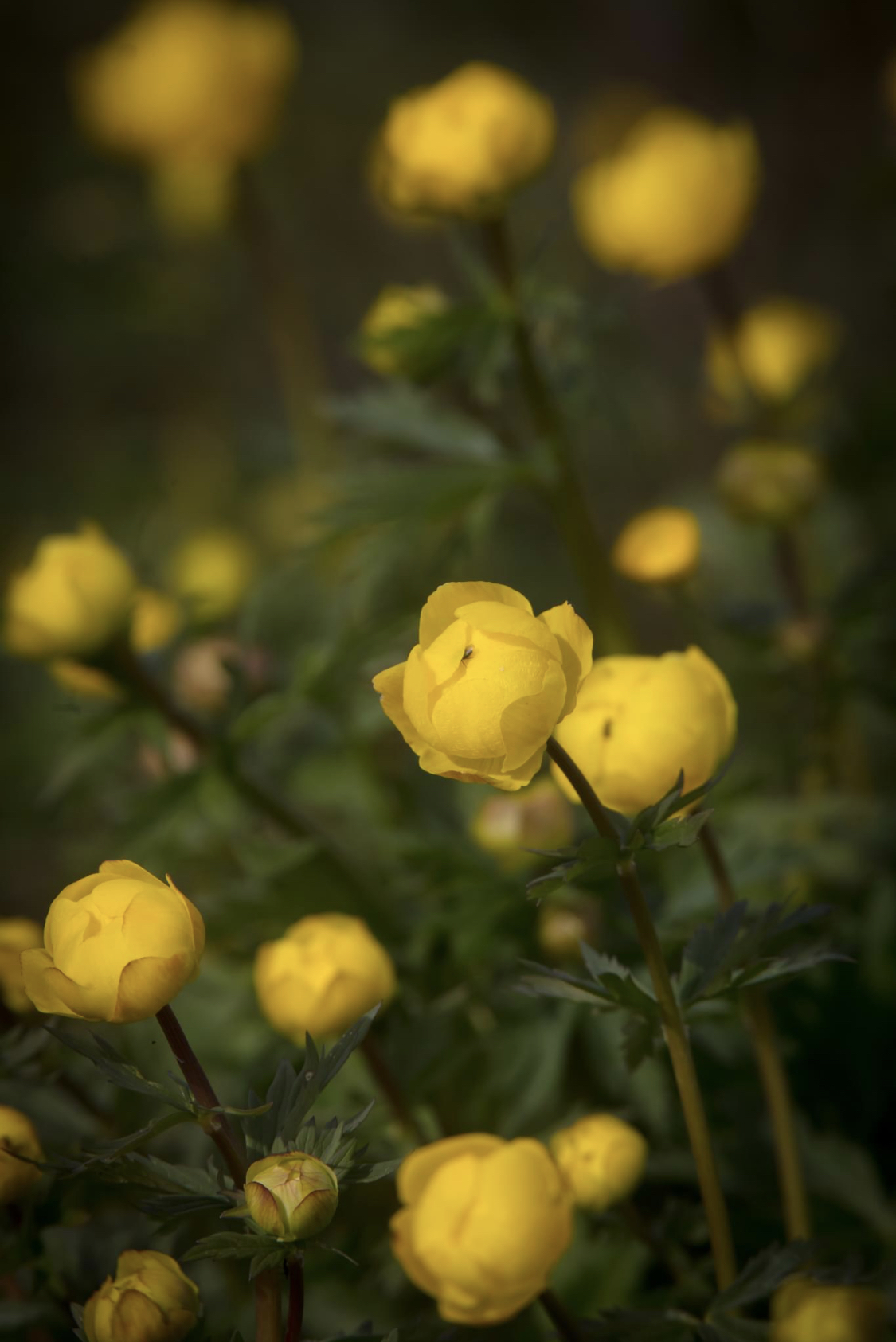 Gula blommor smörbollar 