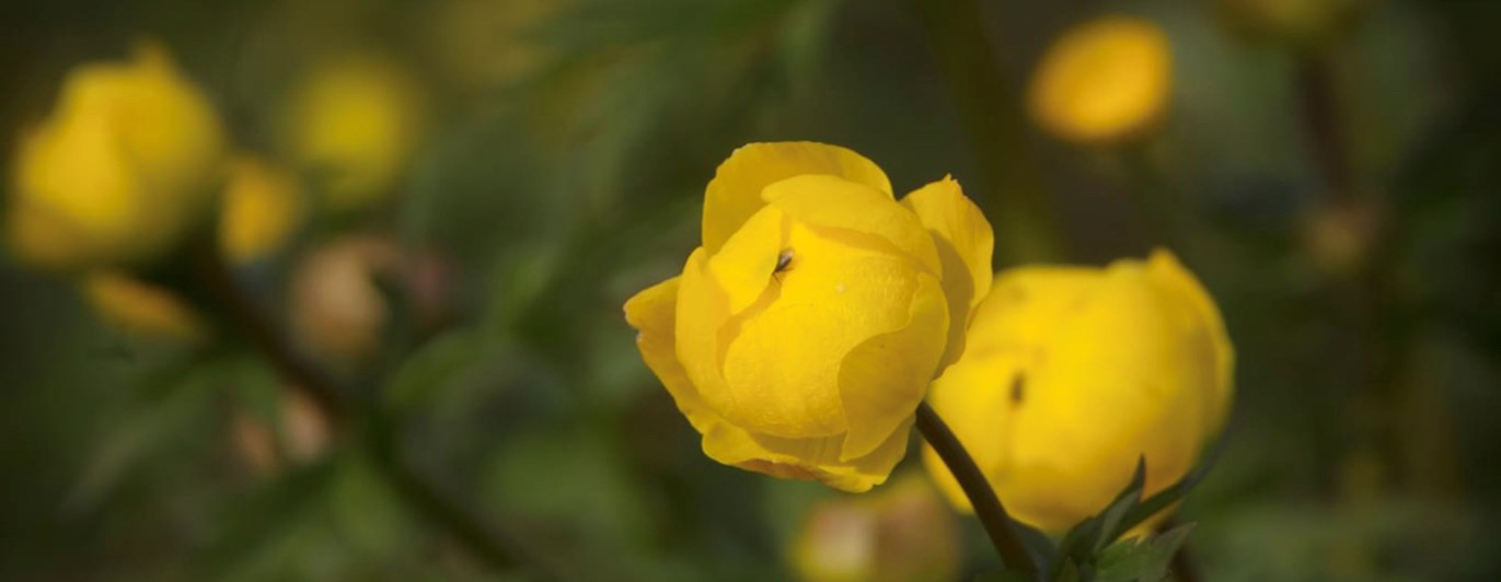 Gula blommor smörbollar
