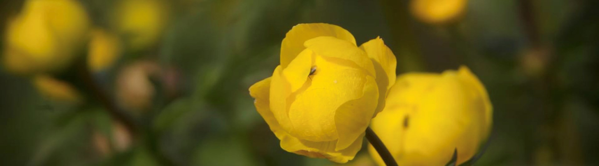 Gula blommor smörbollar